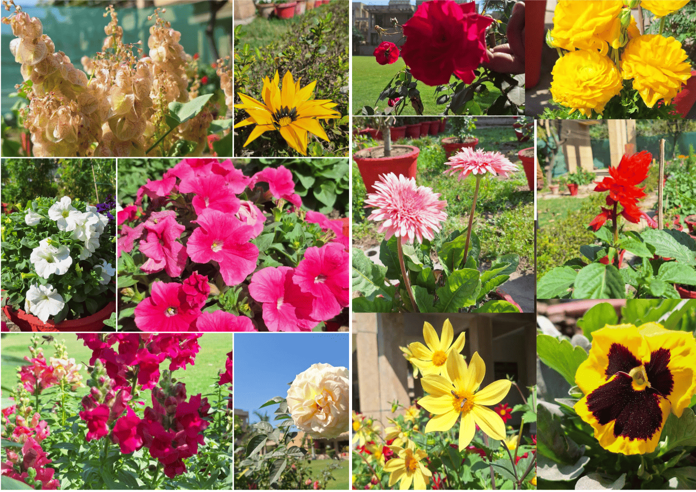Gallery204-25/Flowershow2025/Untitled design (2) (1).png